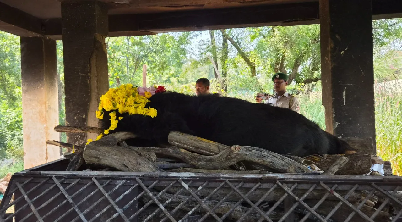 नवा रायपुर जंगल सफारी में सबसे बुजुर्ग मादा हिमालयन भालू ‘फफोरी’ की मौत