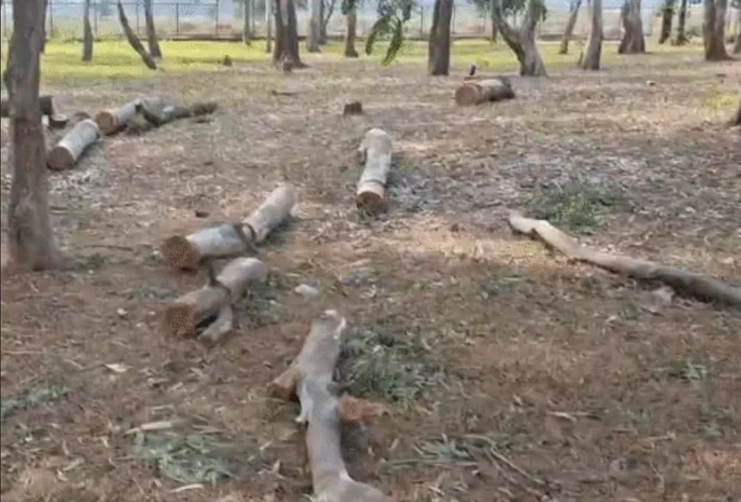 Tree cutting for Chitrotpala Film City sparks protest in Naya Raipur