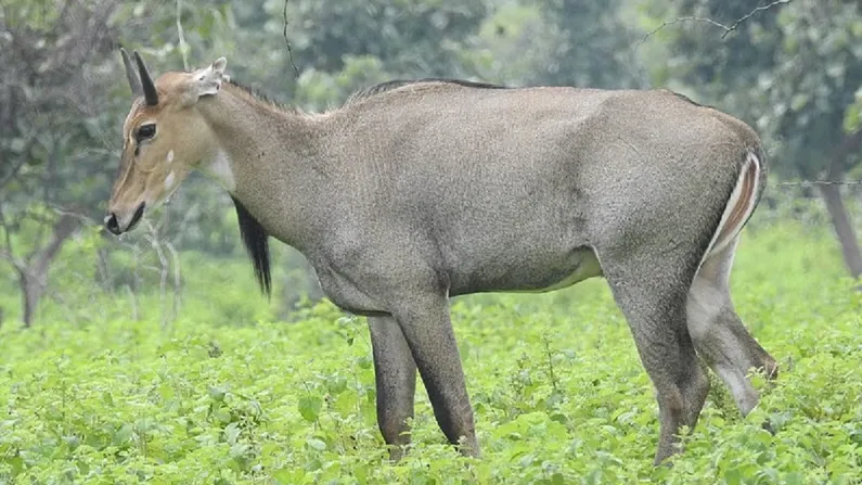 नील गाय