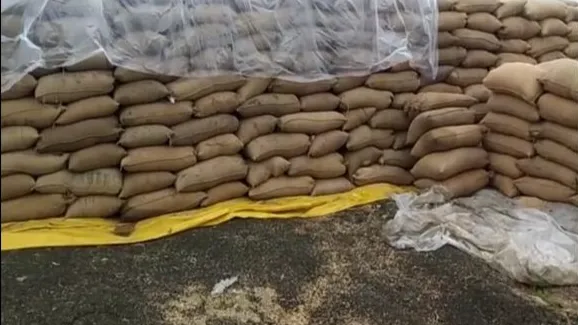 भीगा लाखों क्विंटल धान