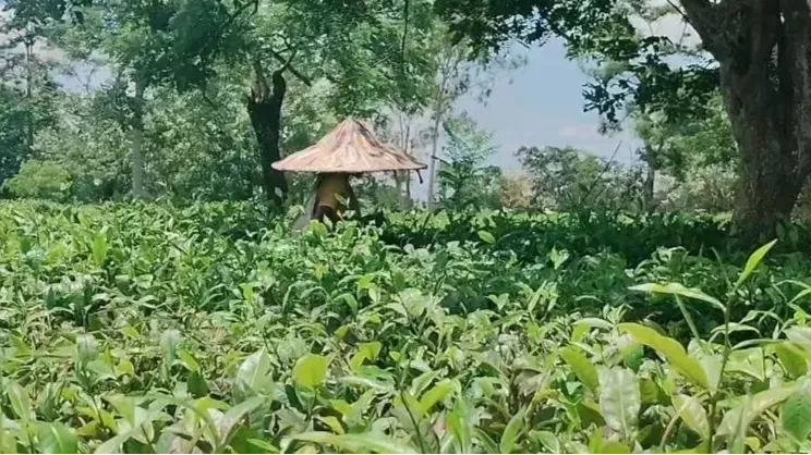 चाय की खेती