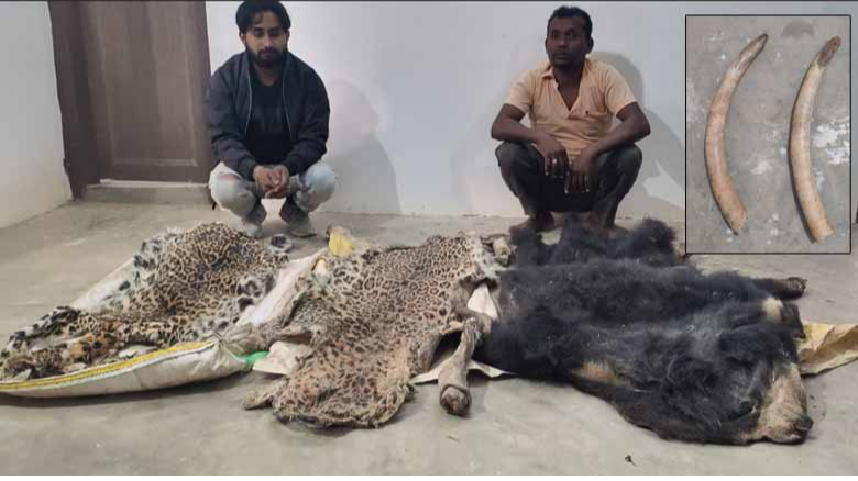 Elephant tusks and Leopard and Bear skins seized in Surguja