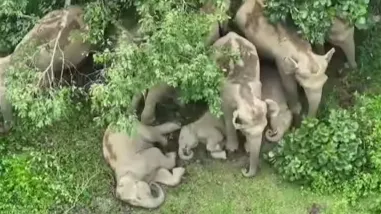 हाथी