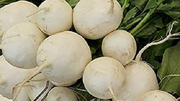 सफेद चुकंदर