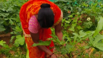 किचन गार्डन