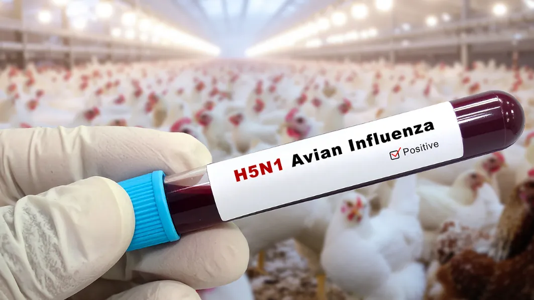 Bilaspur on alert after bird flu confirmation