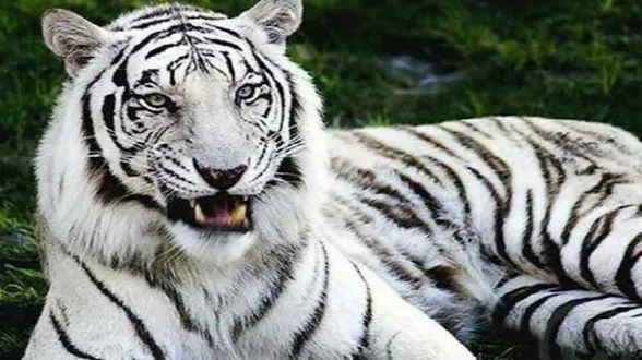 सफेद बाघ 