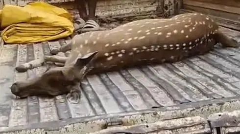 मृत हिरण