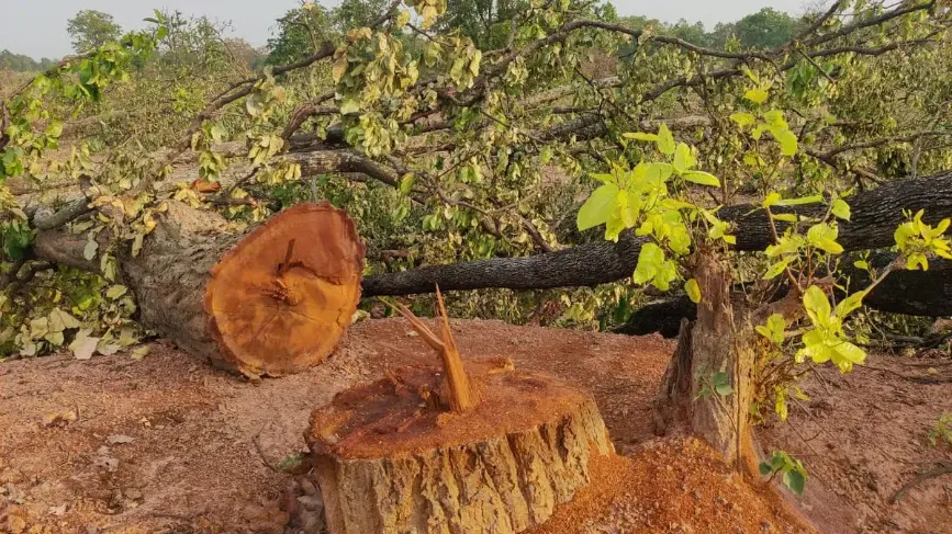 Protests erupt over Timber felling in Gangaloor