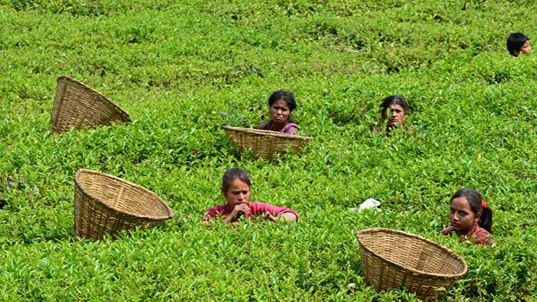 नेपाल के चाय बागान