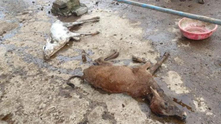 गौशाला