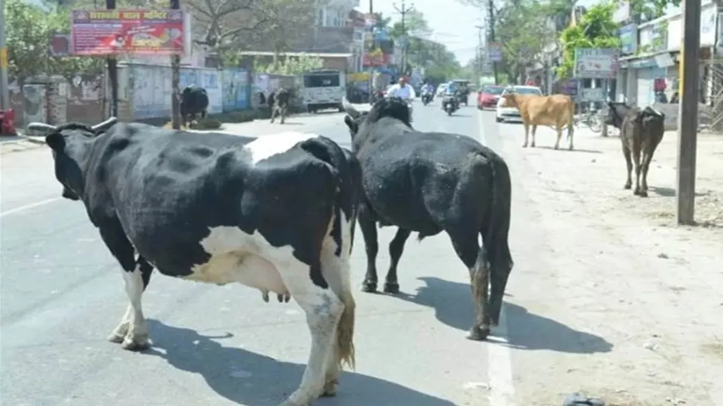 आवारा मवेशी