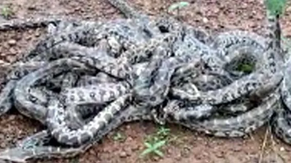 अजगर