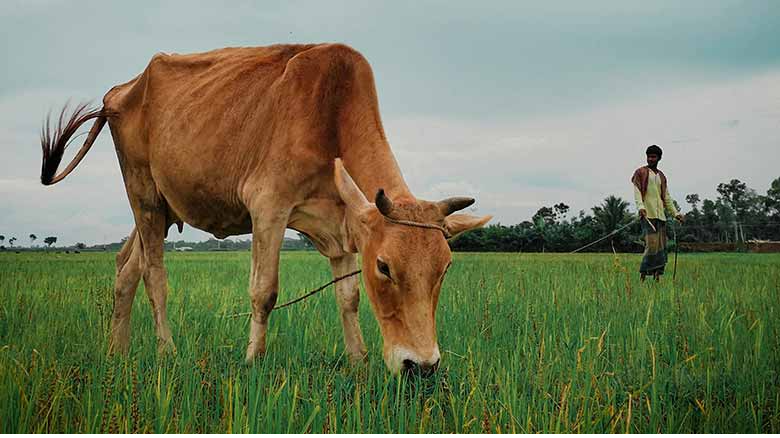 गाय की हत्या कर मांस खाने वाले 6 गिरफ्तार