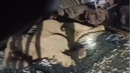 Elephant died 