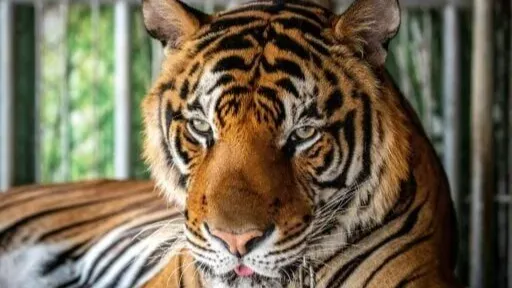 Tiger Skin, Global Tiger Day