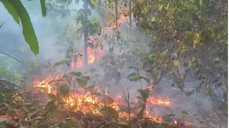 Forest fires spread rapidly in Jashpur district