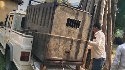  तेंदुआ