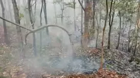 Drone footage reveals scale of forest damage