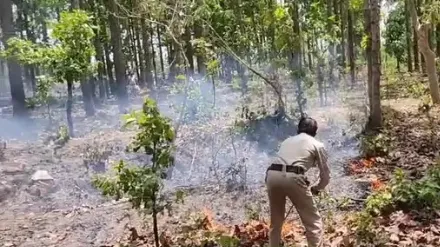 मरवाही के जंंगल में आग