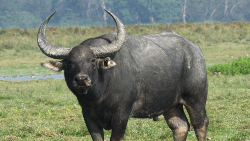 17 villages unite to save Chhattisgarh’s endangered Wild Buffalo