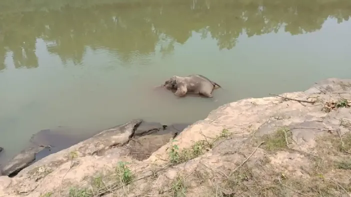 हाथी शावक की मौत