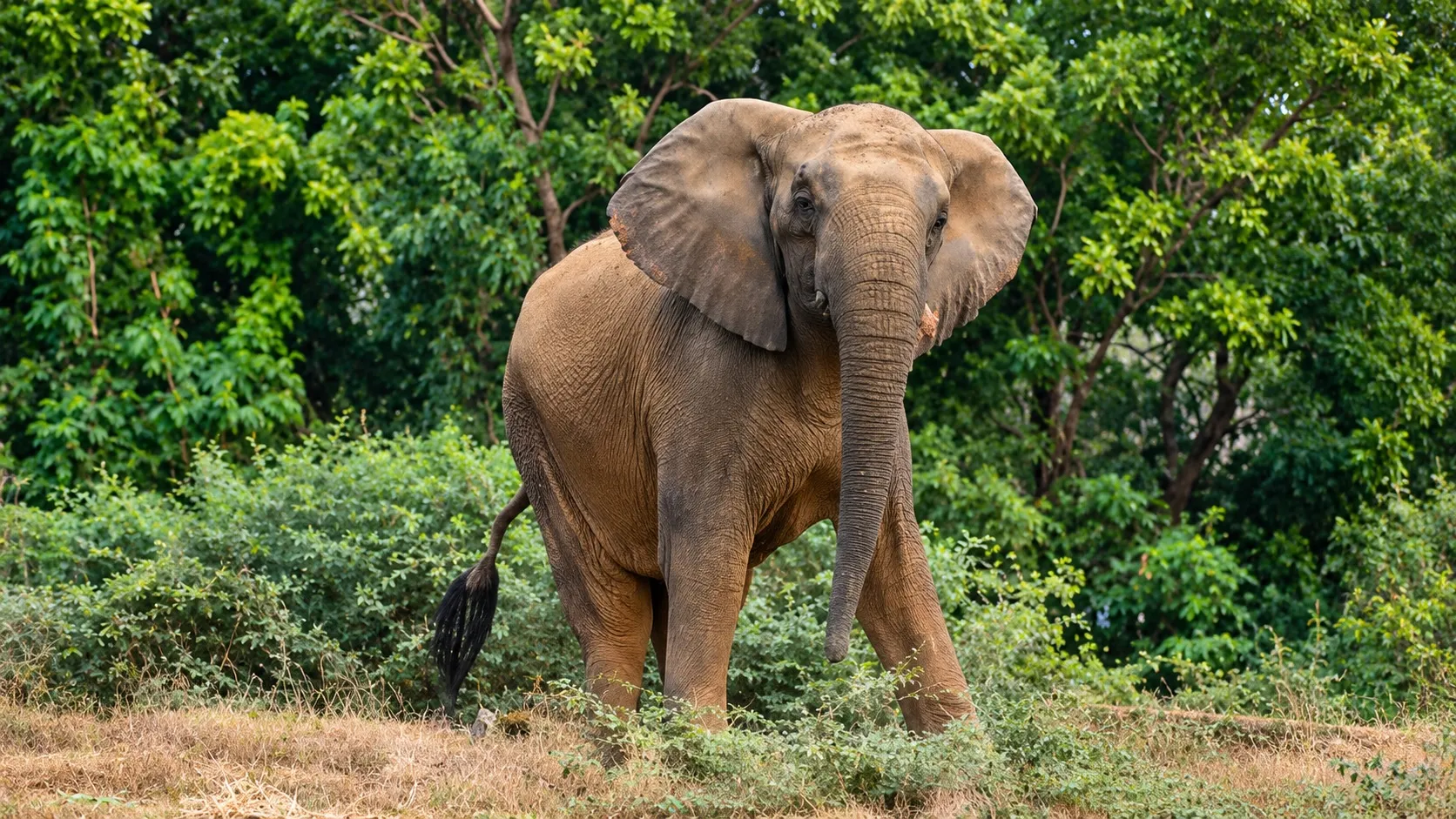 मधुबाला 