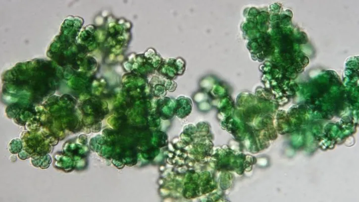Chroococcidiopsis