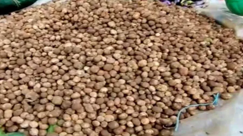 बोड़ा