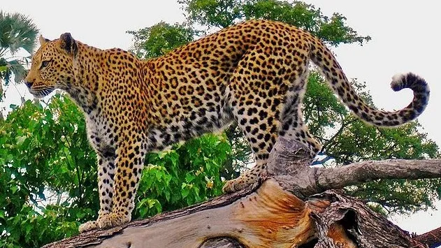 Leopard attack, Mahasamund family 