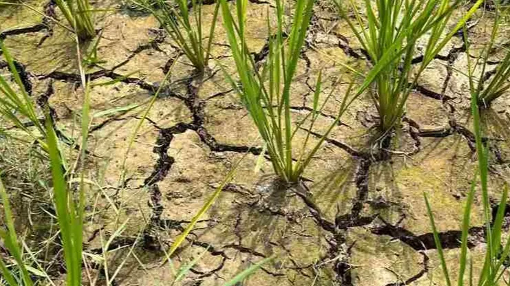 छत्तीसगढ़ खेतों में पड़ने लगी दरार