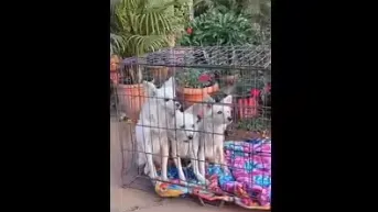 सर्कस के कुत्ते