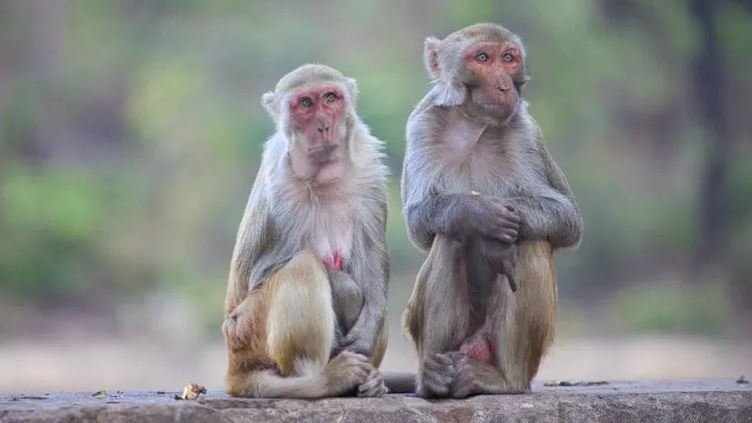 बंदर