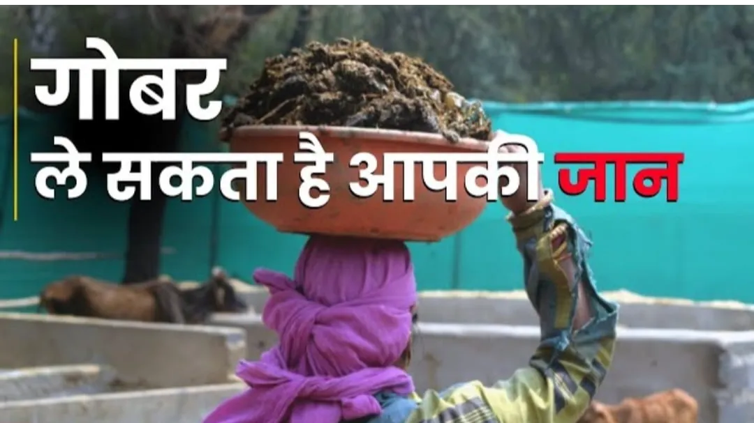 Cow dung manure : The silent carrier of death 