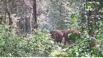 हाथी