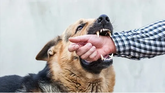 Dog Bite