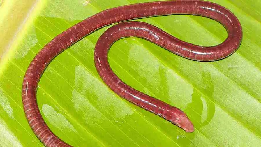 Gegeneophis chandgadi