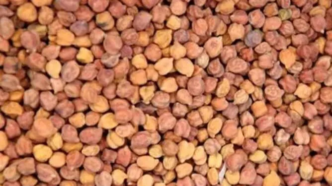 छत्तीसगढ़ में  चना खरीदी 1 मार्च से