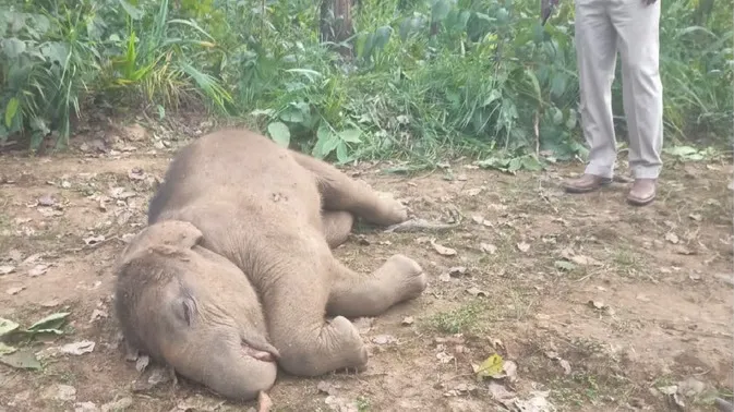 हाथी का मृत बच्चा