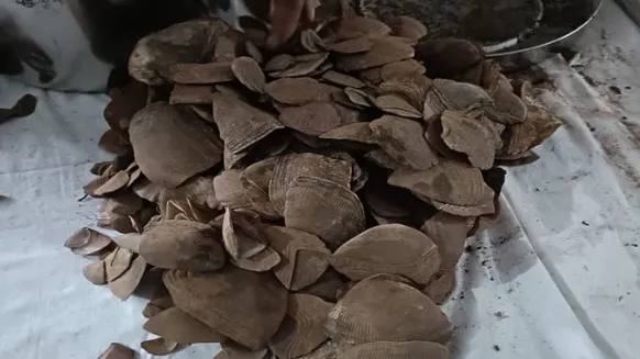 पैंगोलिन के शल्क