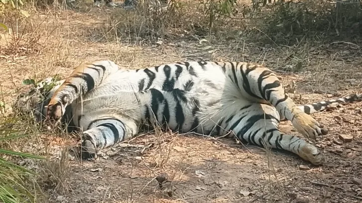 बाघ की मौत