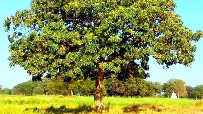 महुआ का पेड़