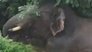 हाथी