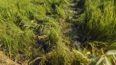 Elephants damage crops in Raigarh villages, farmers face losses