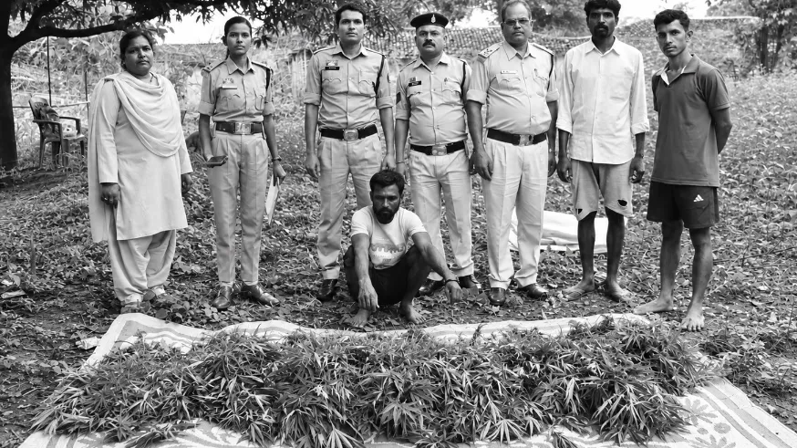 भानुप्रतापपुर में गांजे की खेती