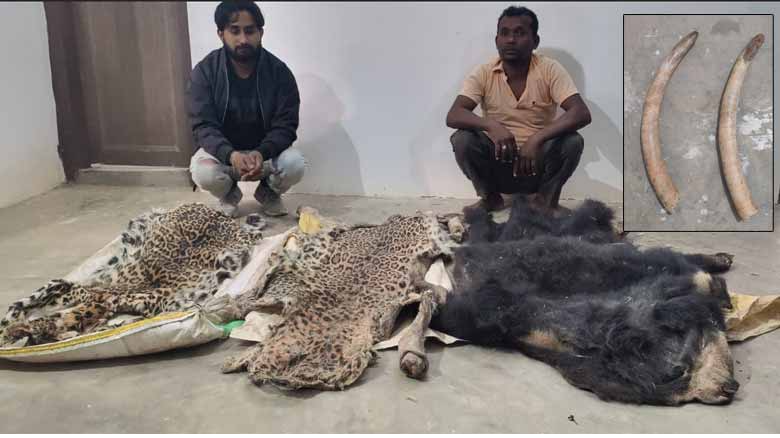 हाथी के दांत, भालू-तेंदूए की खाल के साथ 5 गिरफ़्तार