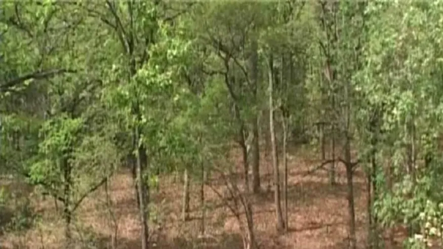 छत्तीसगढ़ के जंगल