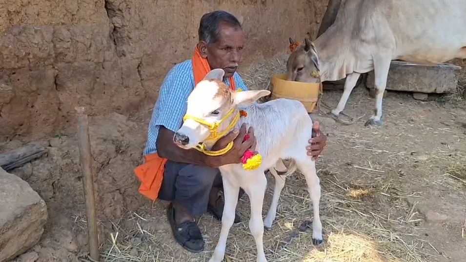 पुंगनूर गाय