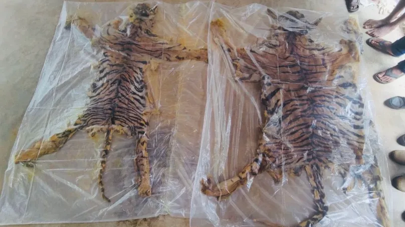Tigeress and cub skin, Poaching, Bastar 