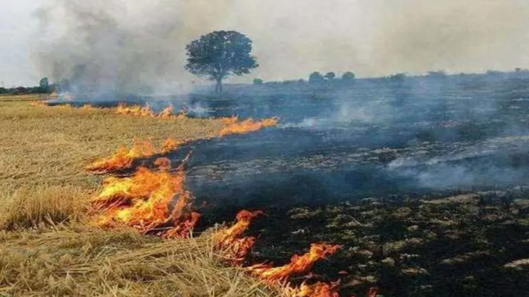 पराली जलाने से फैली आग